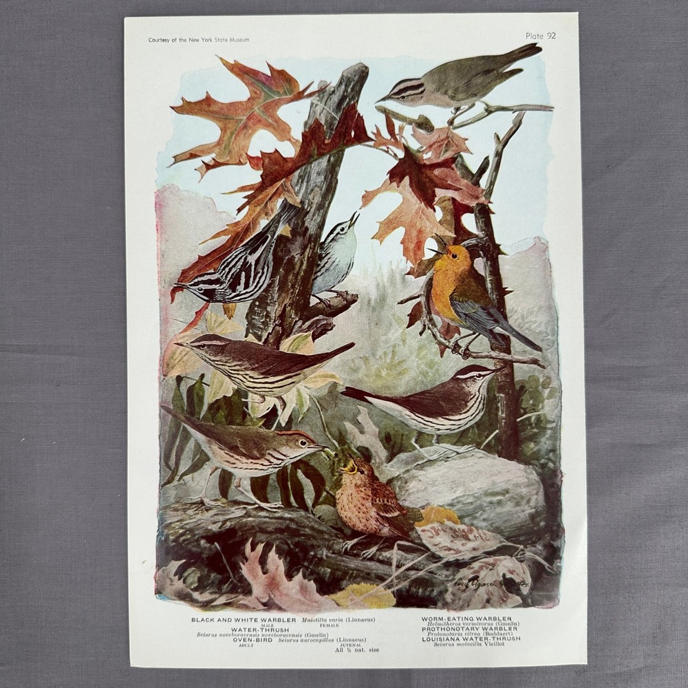1936 Louis Fuertes Warblers Thrushes Oven Bird Plate Vintage Art Wall Print